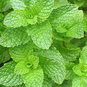 Greenman ejuice Spearmint