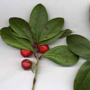 Greenman ejuice Wintergreen